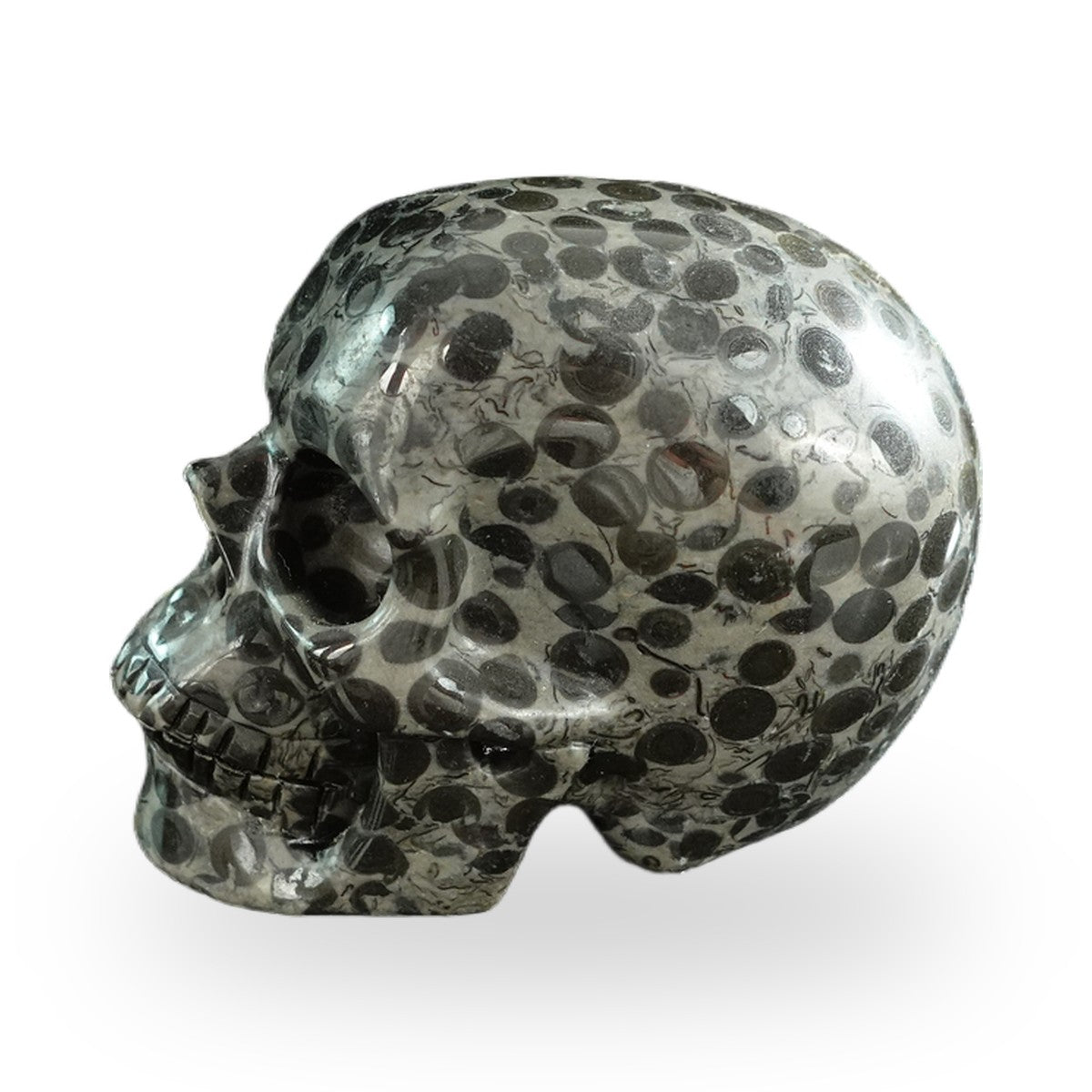 Black Leopard Skin Jasper crystal skull 3" SKH30BLS01 view 7