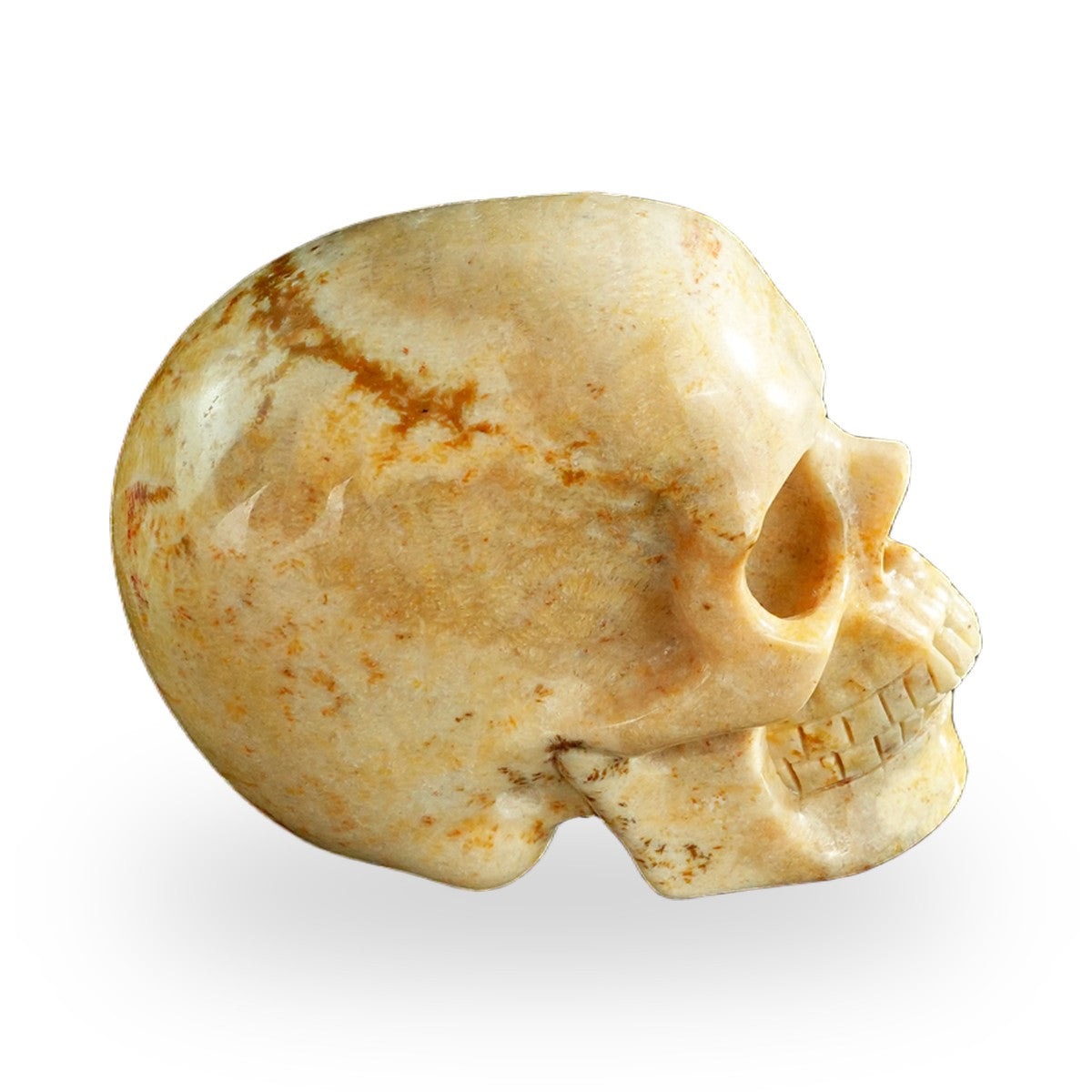 Coral Fossil crystal skull 3" SKH30CF01 view 5