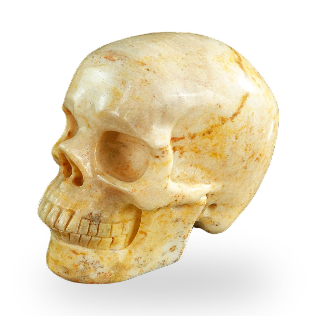 Coral Fossil crystal skull 3" SKH30CF01 view 7