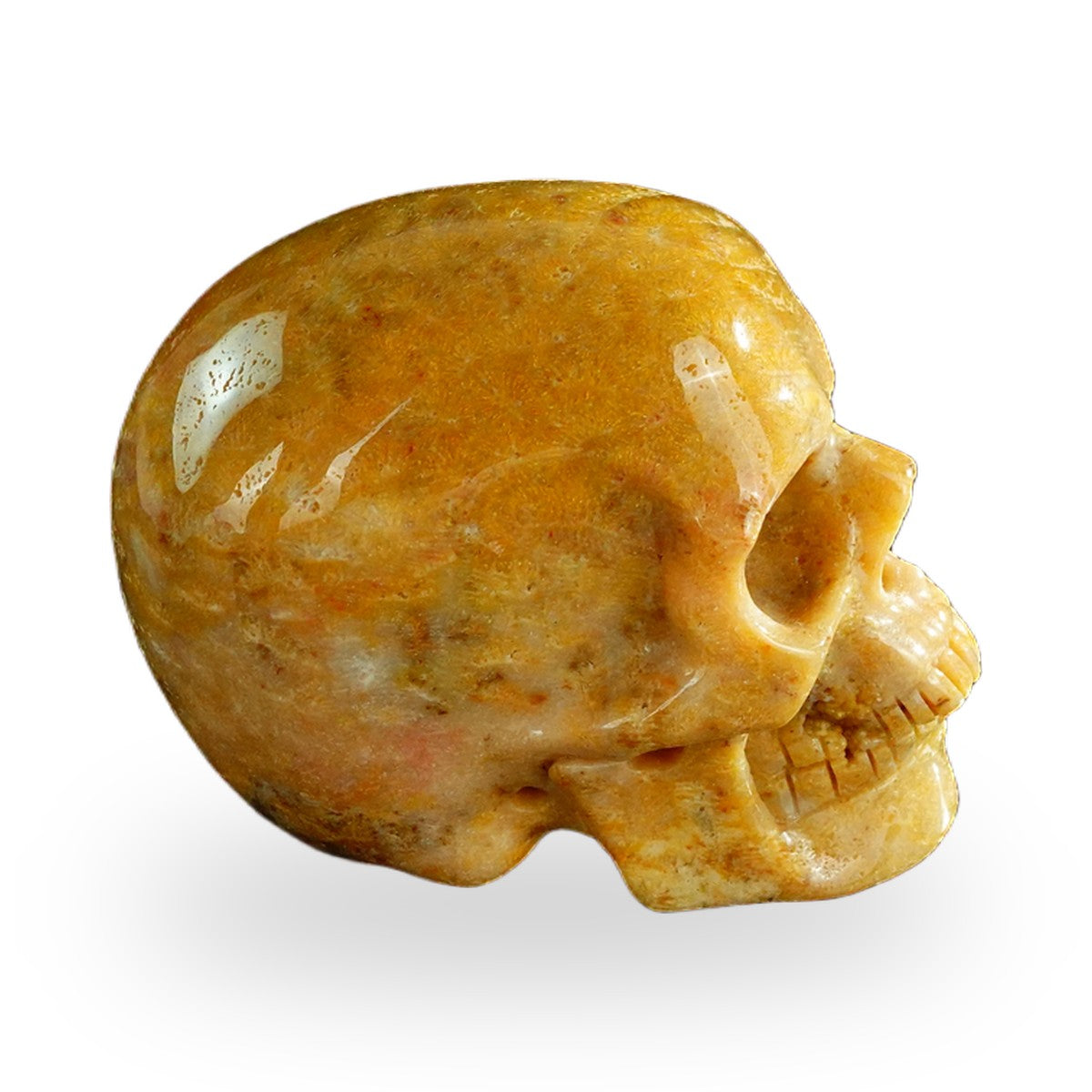 Coral Fossil crystal skull 3" SKH30CF02 photo 5