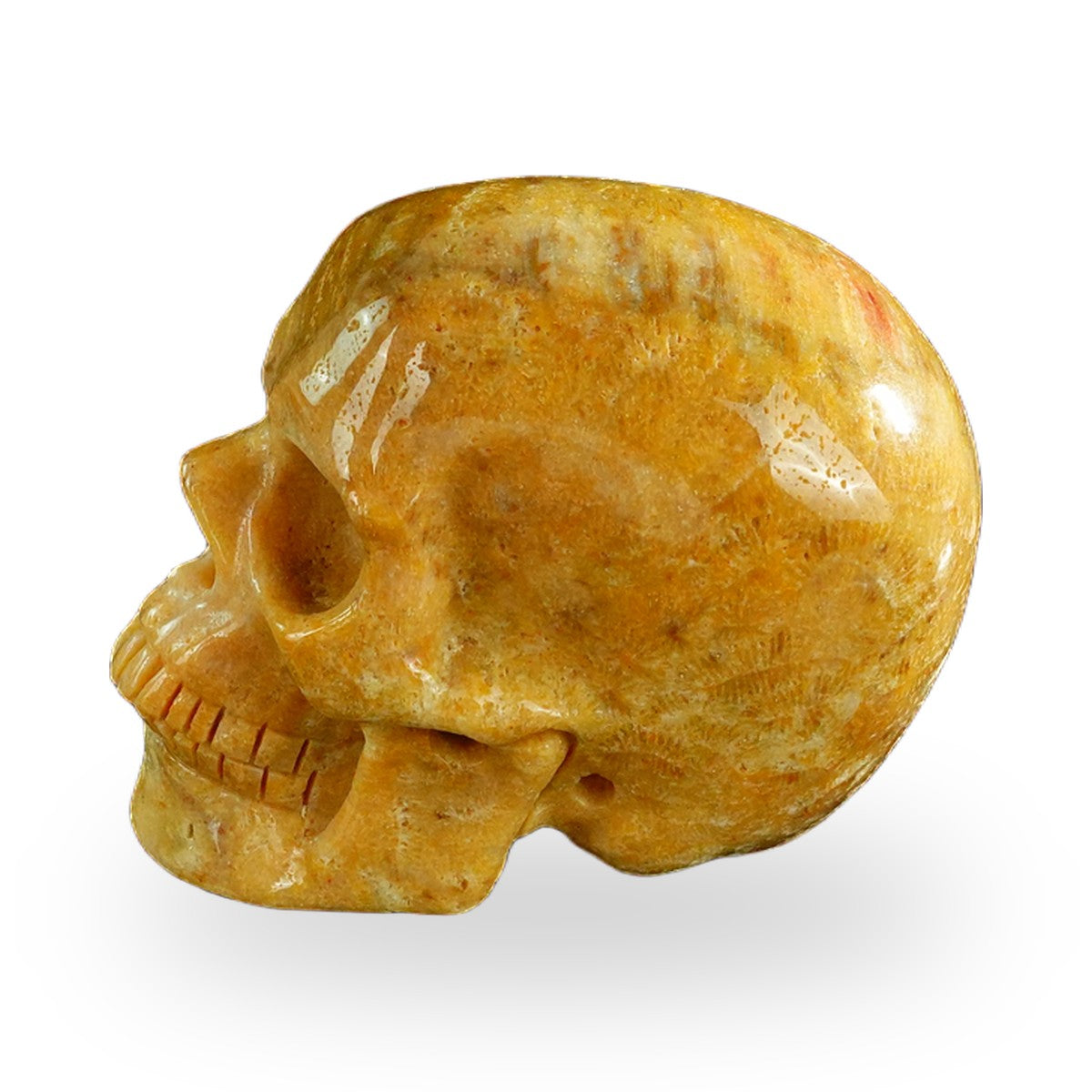 Coral Fossil crystal skull 3" SKH30CF02 photo 6
