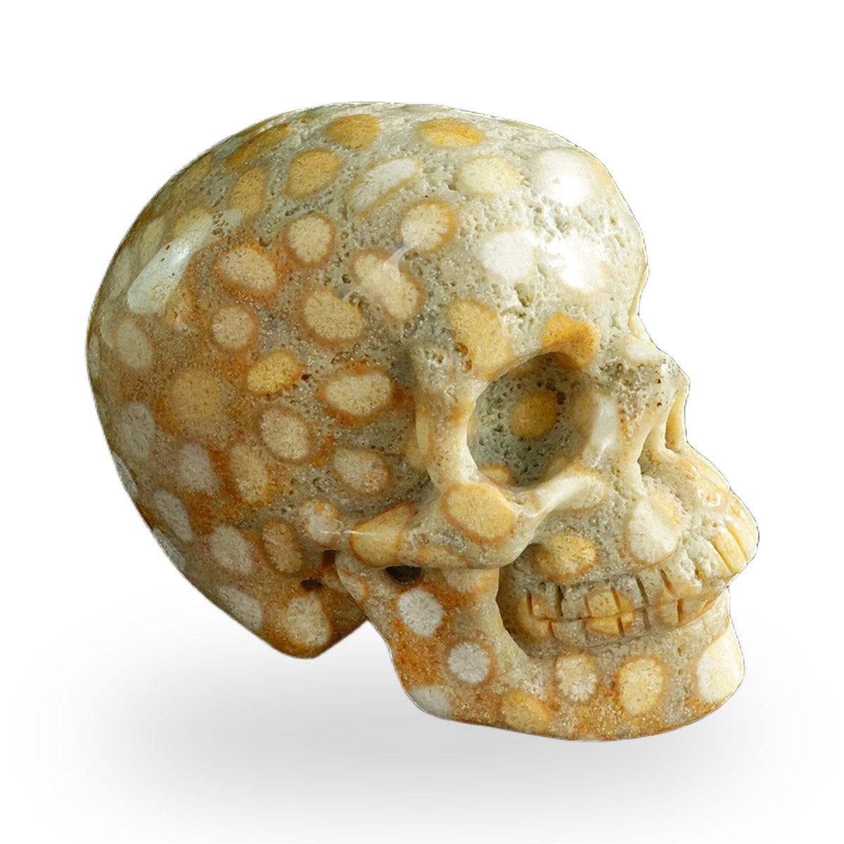 Coral Fossil crystal skull 3" SKH30CF04 photo 4