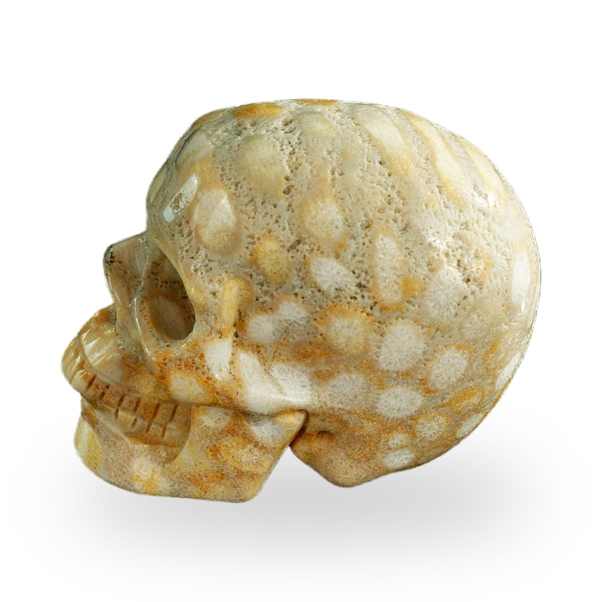 Coral Fossil crystal skull 3" SKH30CF04 photo 6