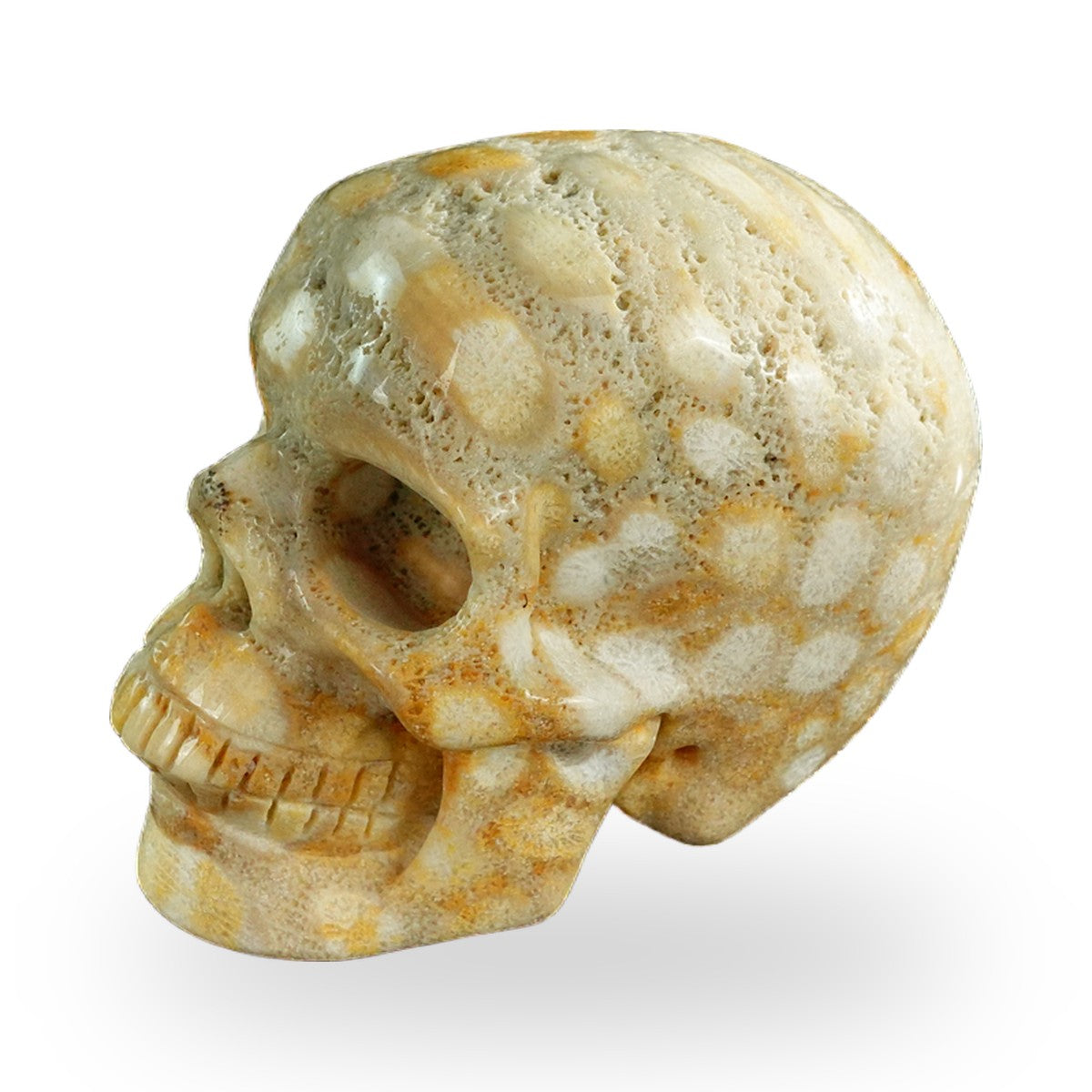 Coral Fossil crystal skull 3" SKH30CF04 photo 7