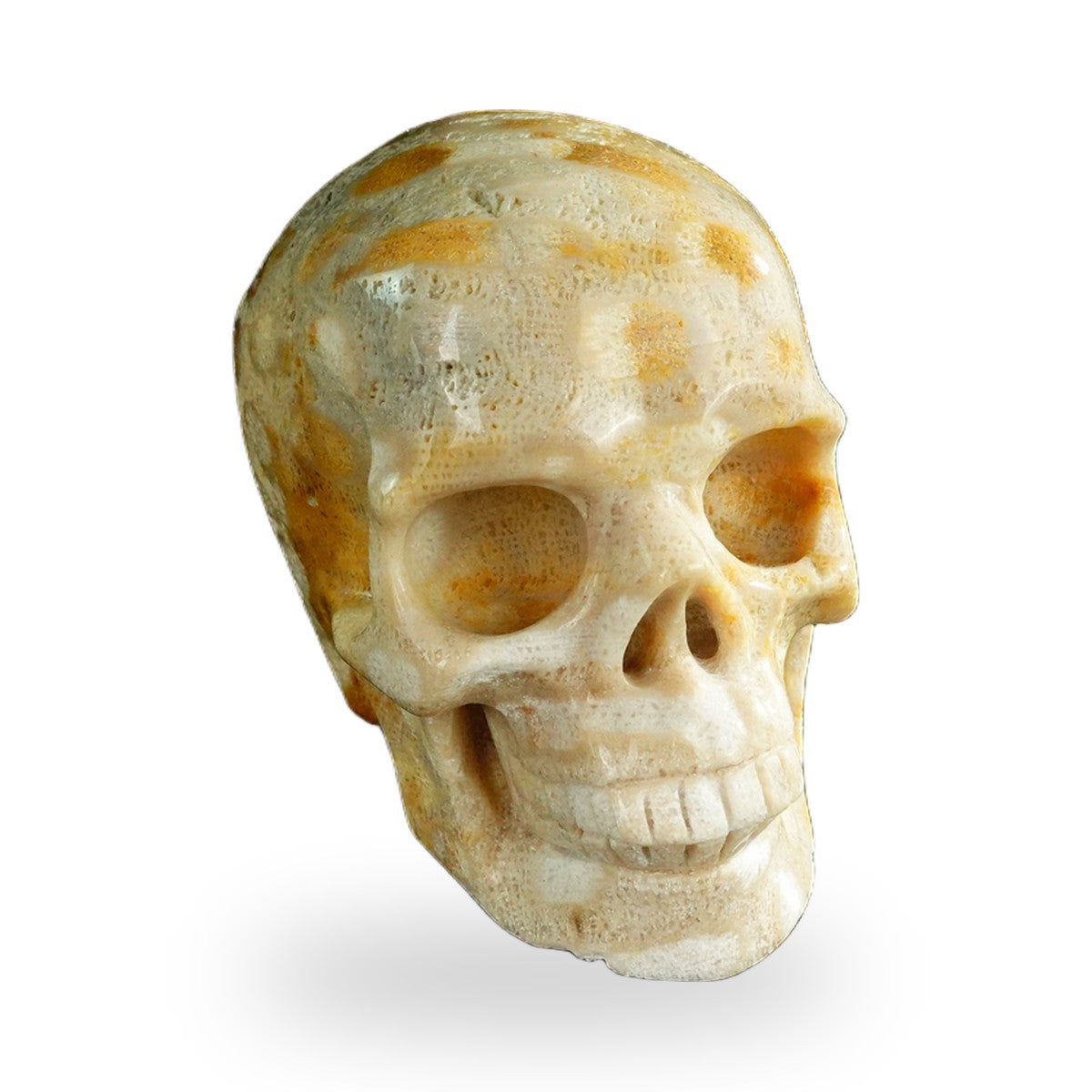 Coral Fossil crystal skull 3" SKH30CF05 photo 2