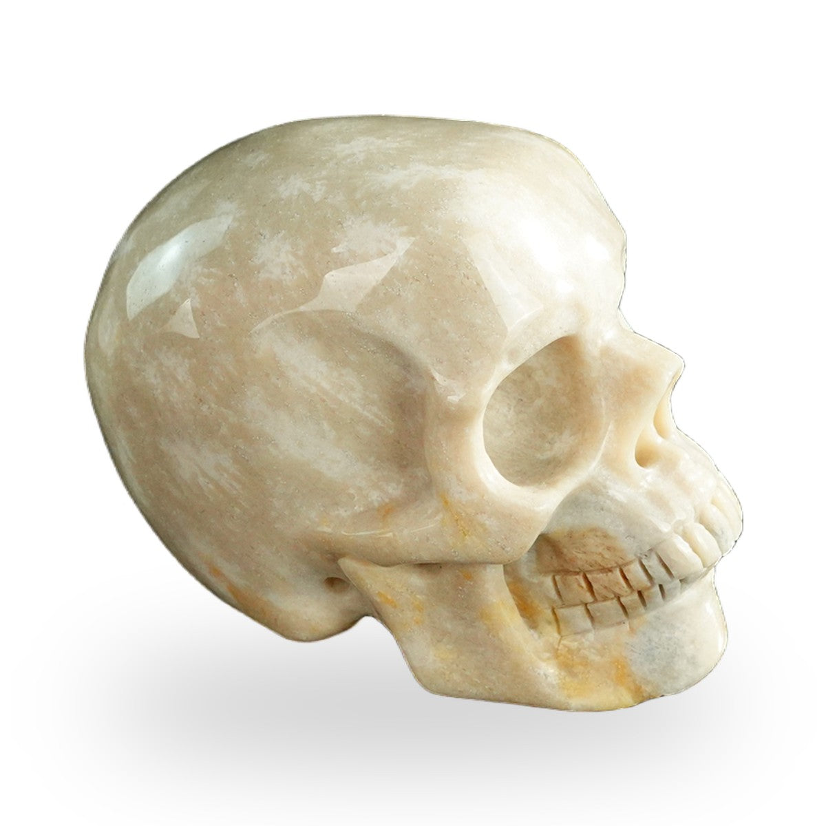 Coral Fossil crystal skull 3" SKH30CF06 photo 4