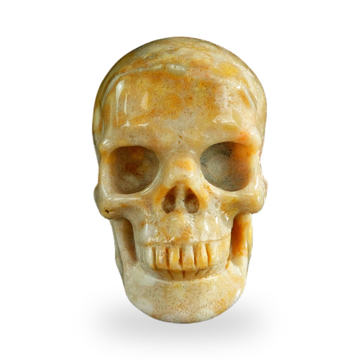 Coral Fossil crystal skull 3" SKH30CF07 photo 1