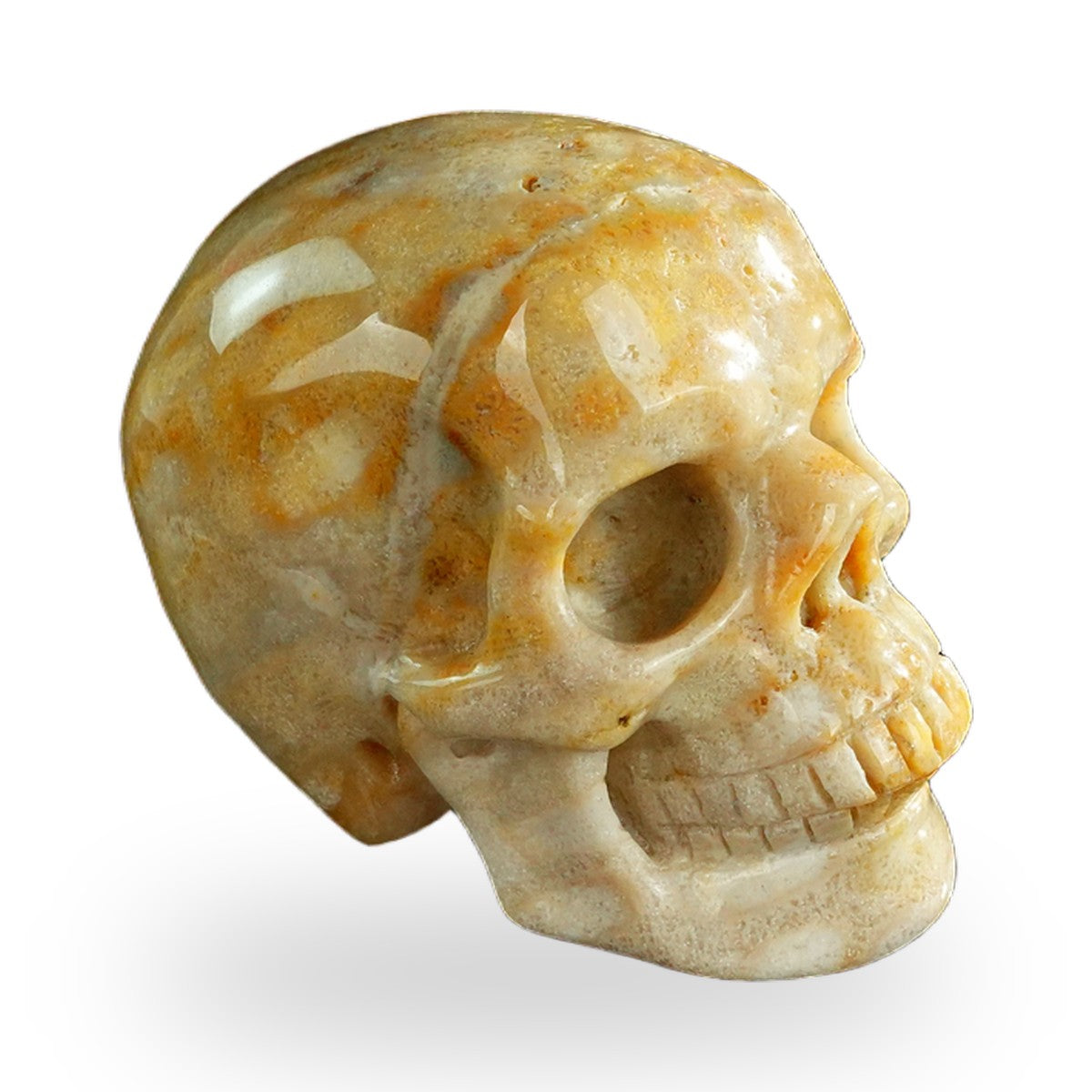 Coral Fossil crystal skull 3" SKH30CF07 photo 4