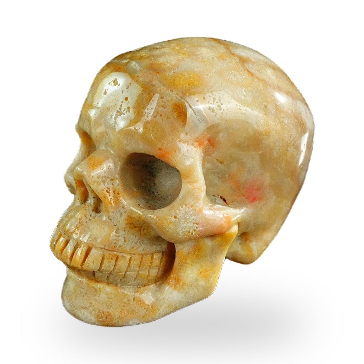 Coral Fossil crystal skull 3" SKH30CF07 photo 7