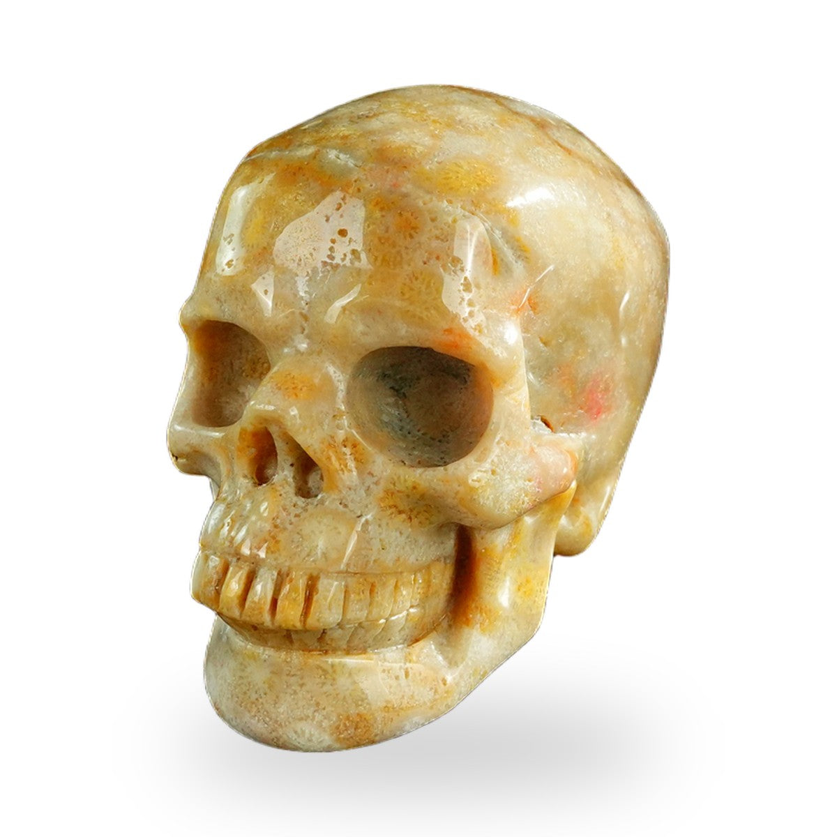 Coral Fossil crystal skull 3" SKH30CF07 photo 8