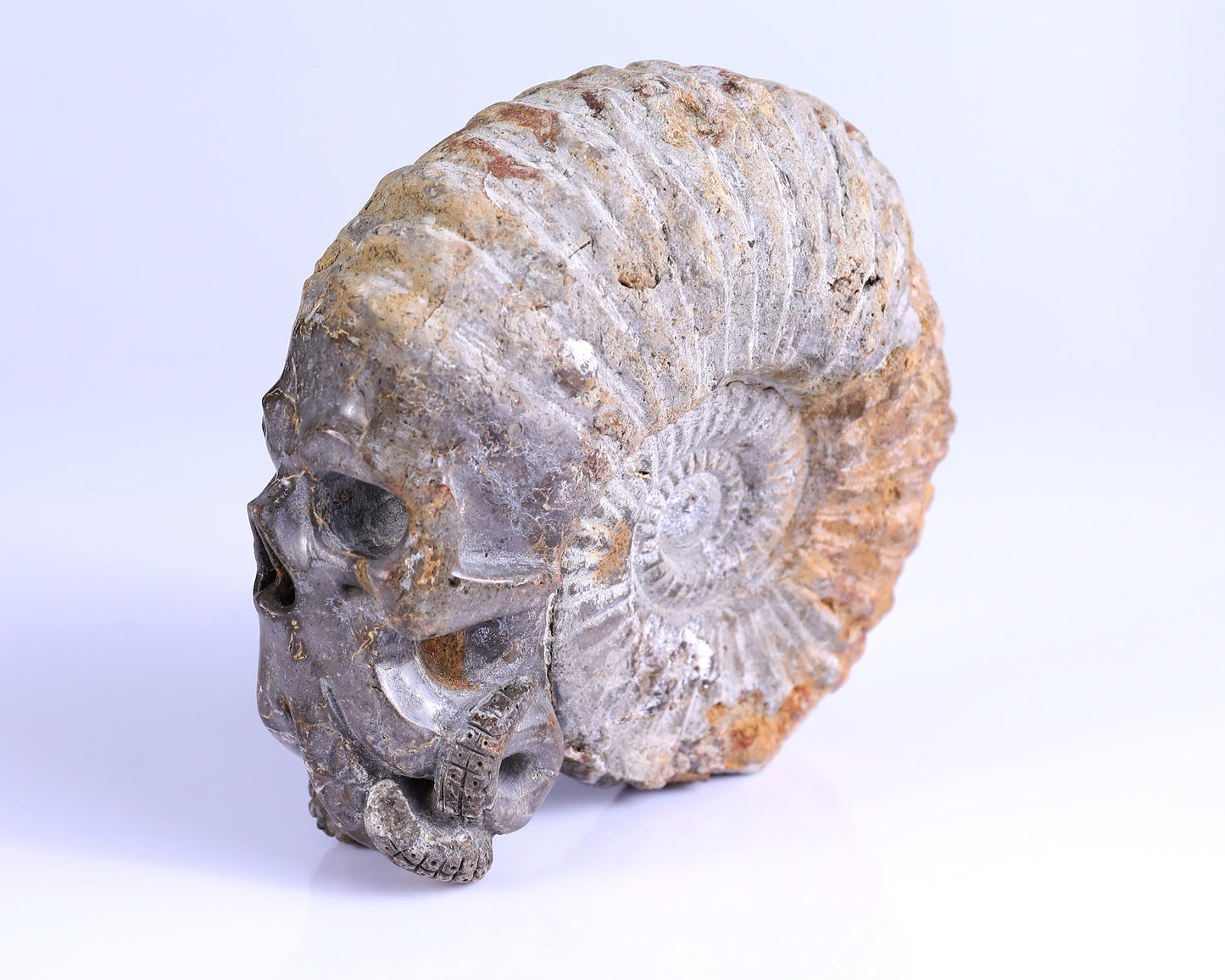 Nicedony 5.6" Foraminifera Fossil Hand Carved Octopus Skull Sculpture - View 8