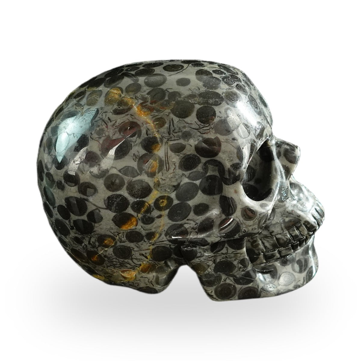 Black Leopard Skin Jasper crystal skull 3" SKH30BLS01 view 6