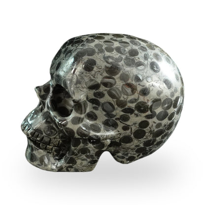 Black Leopard Skin Jasper crystal skull 3" SKH30BLS01 view 7