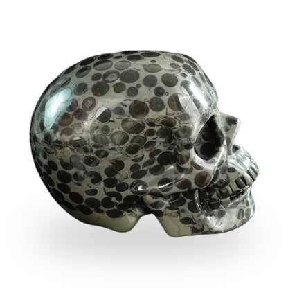 Black Leopard Skin Jasper crystal skull 3" SKH30BLS03 photo 5
