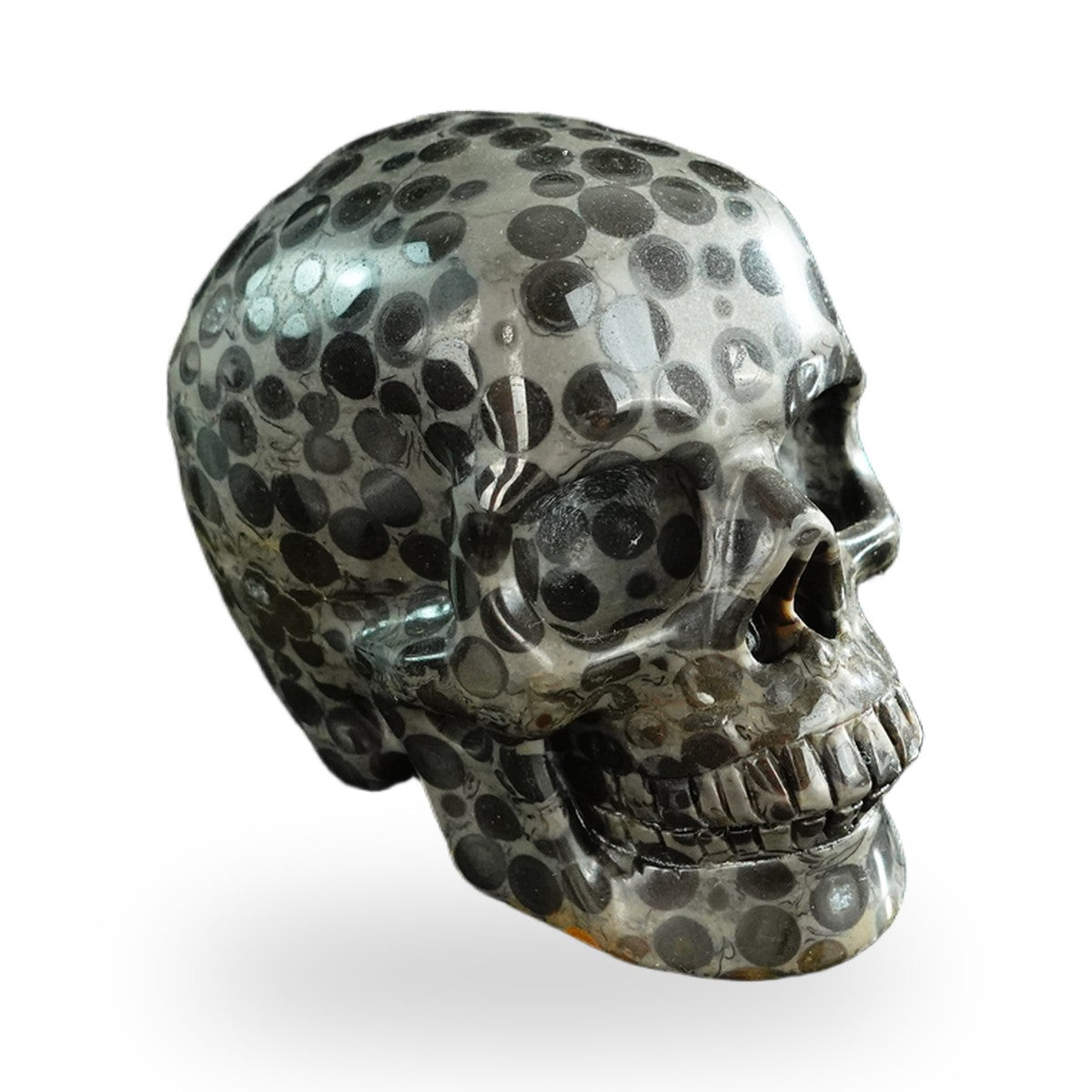 Black Leopard Skin Jasper crystal skull 3" SKH30BLS04 photo 4