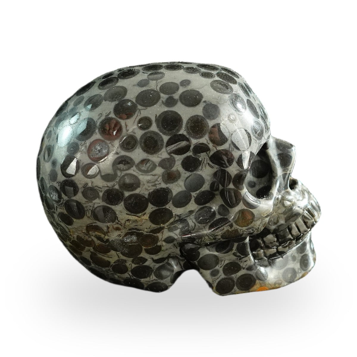 Black Leopard Skin Jasper crystal skull 3" SKH30BLS04 photo 5