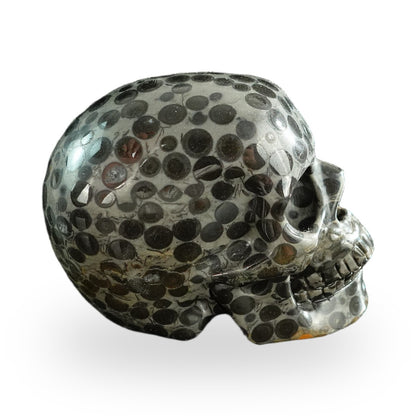 Black Leopard Skin Jasper crystal skull 3" SKH30BLS04 photo 5
