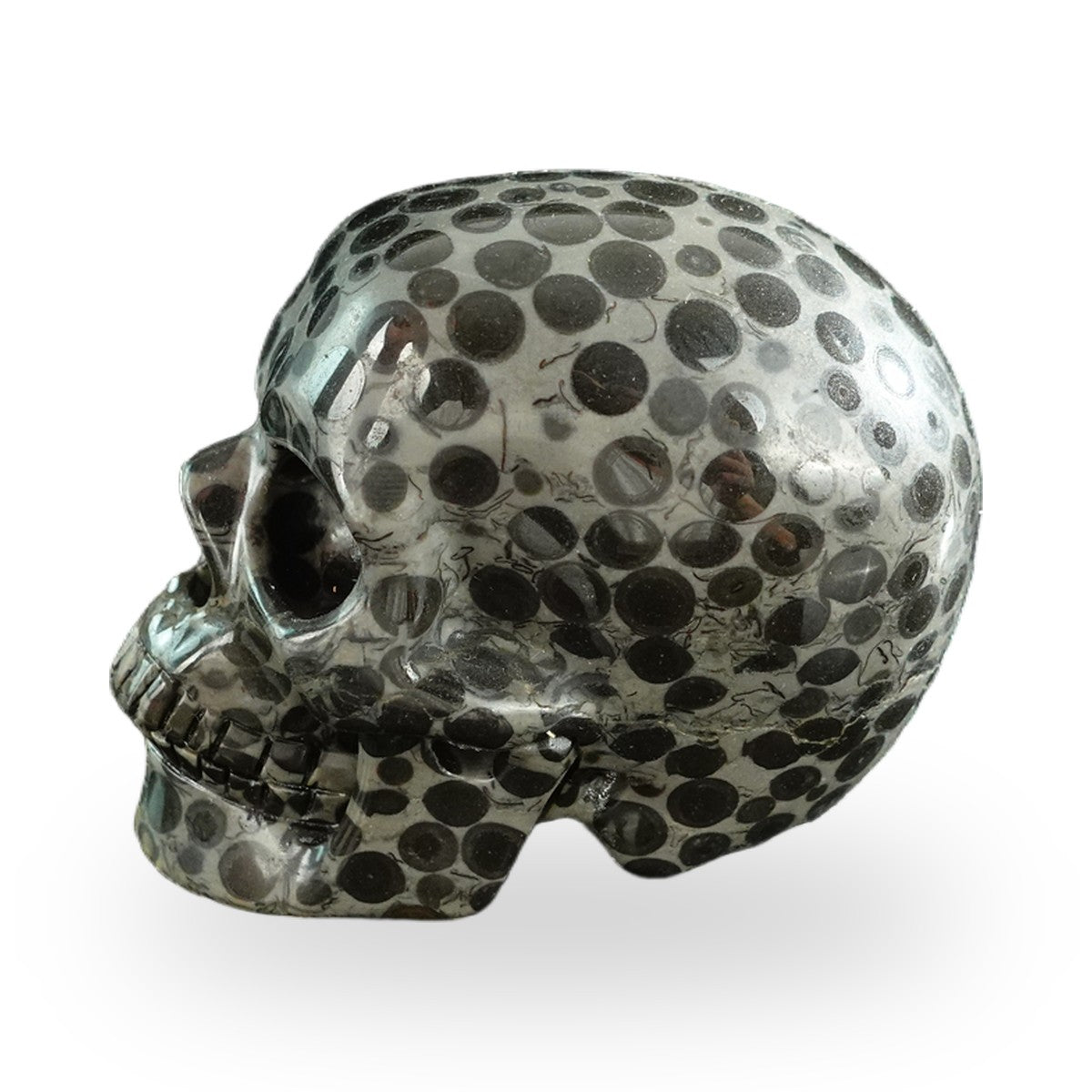 Black Leopard Skin Jasper crystal skull 3" SKH30BLS04 photo 6