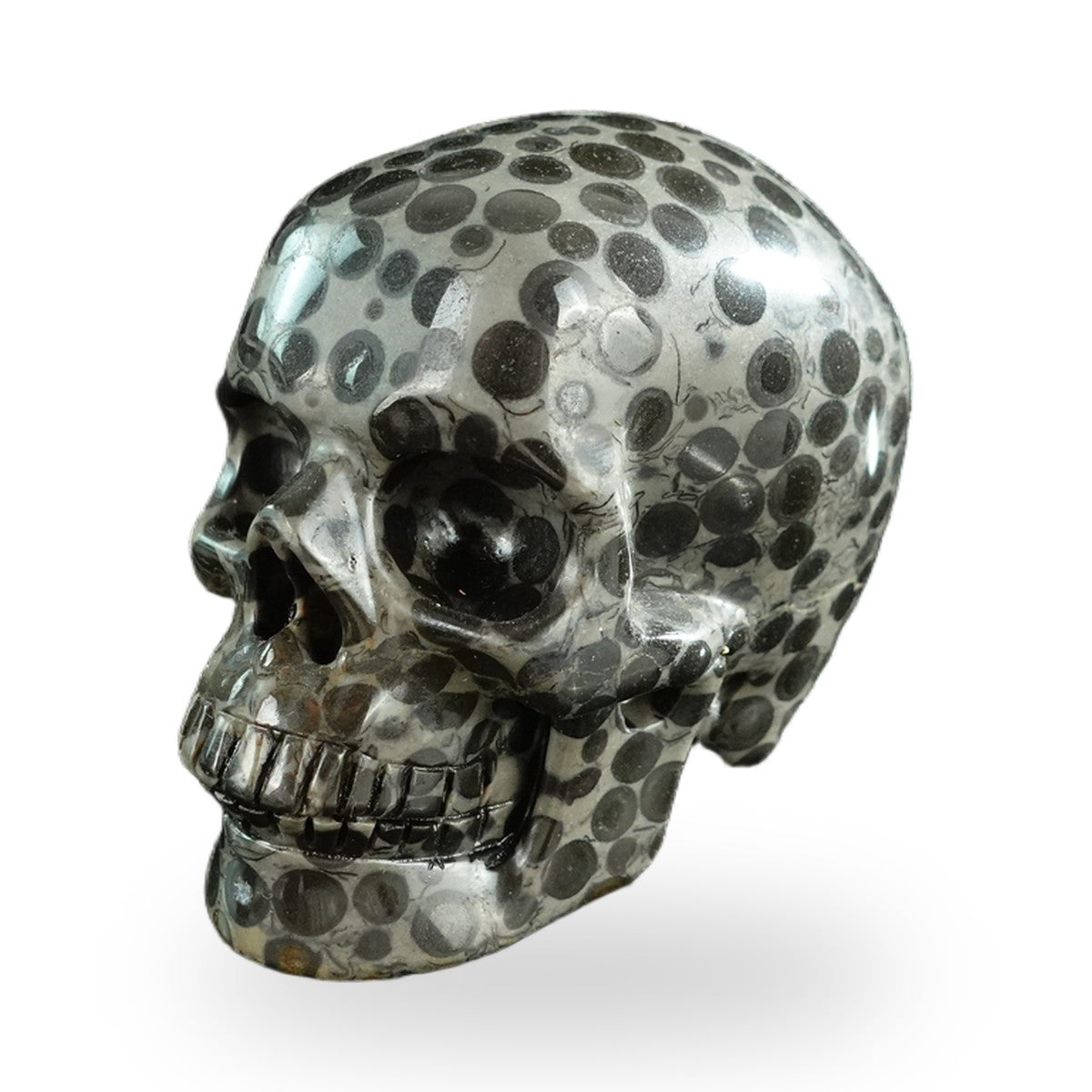 Black Leopard Skin Jasper crystal skull 3" SKH30BLS04 photo 8