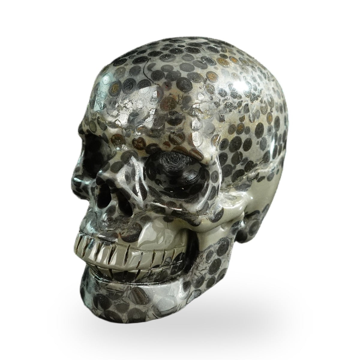 Black Leopard Skin Jasper crystal skull 3" SKH30BLS05 photo 2