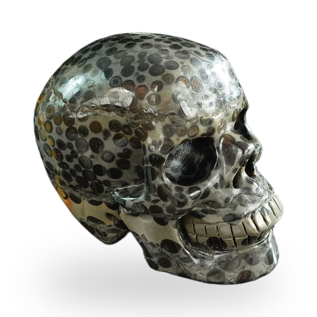 Black Leopard Skin Jasper crystal skull 3" SKH30BLS05 photo 4