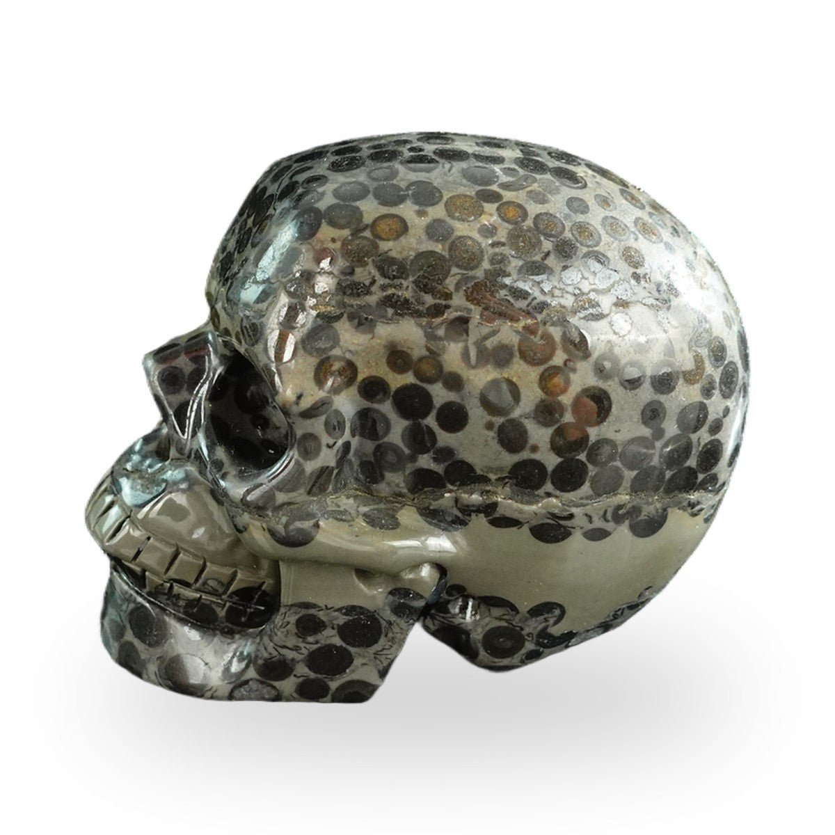 Black Leopard Skin Jasper crystal skull 3" SKH30BLS05 photo 7