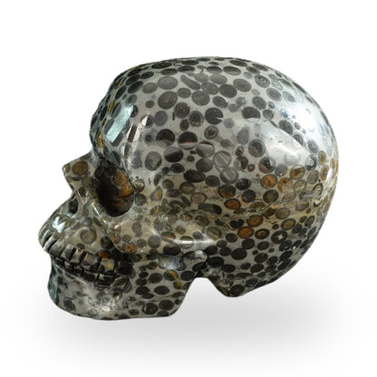 Black Leopard Skin Jasper crystal skull 3" SKH30BLS06 photo 6
