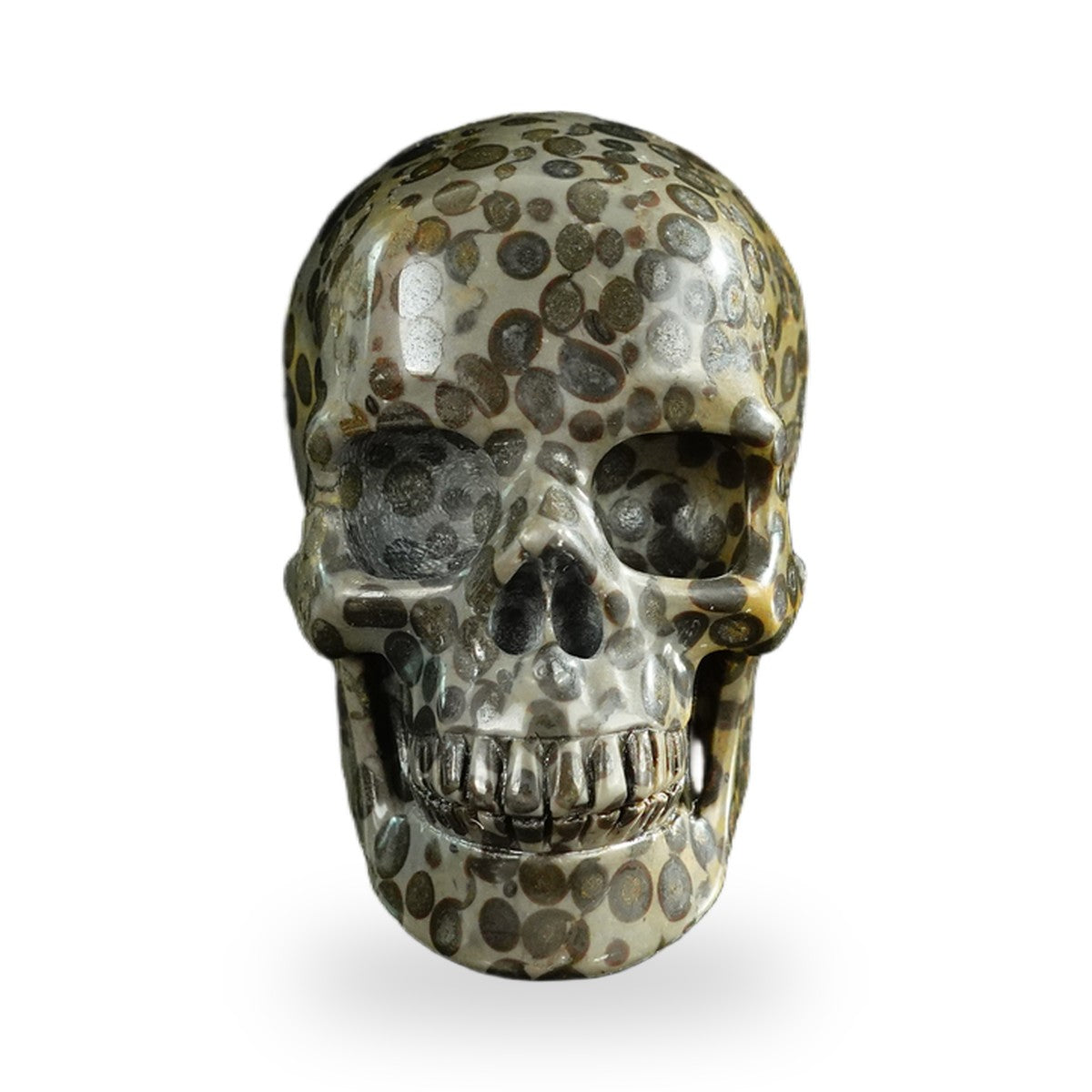 Black Leopard Skin Jasper crystal skull 3" SKH30BLS07 photo 1