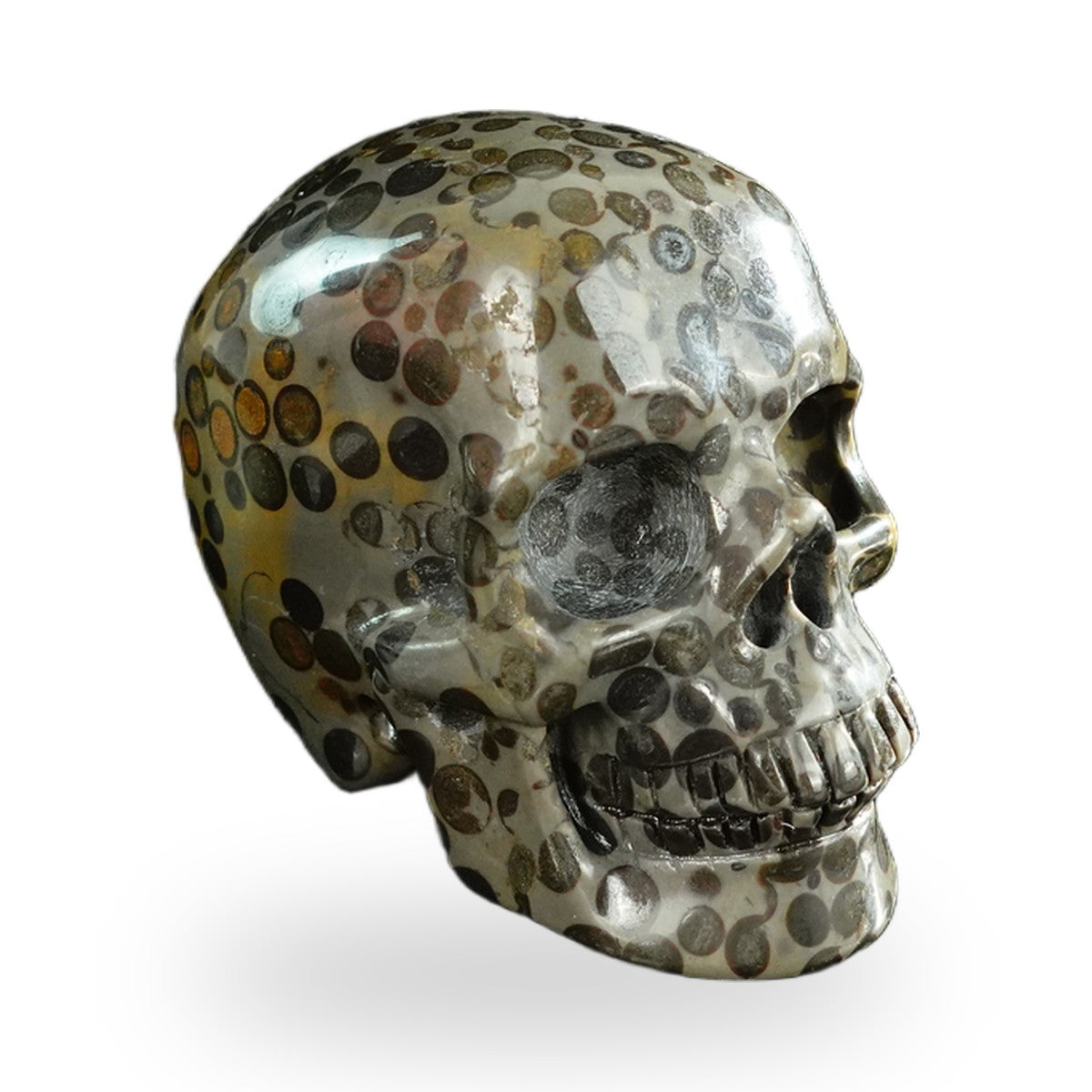 Black Leopard Skin Jasper crystal skull 3" SKH30BLS07 photo 3
