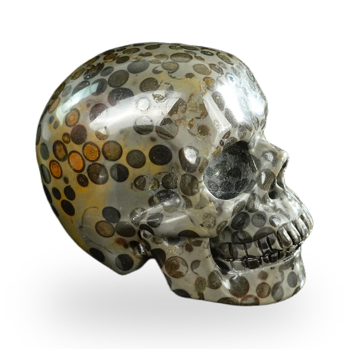 Black Leopard Skin Jasper crystal skull 3" SKH30BLS07 photo 4