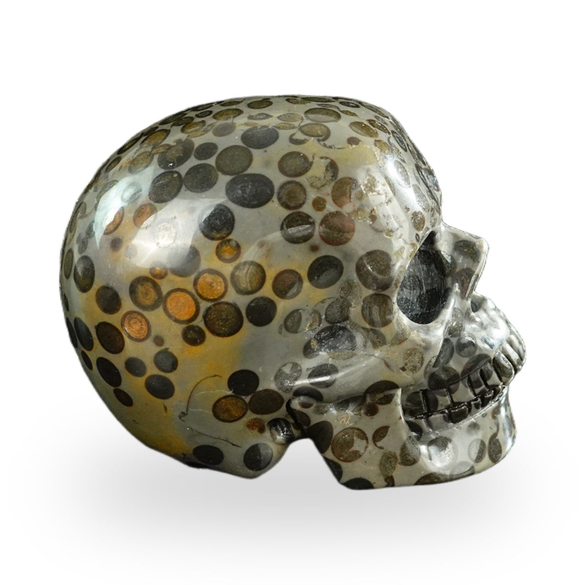 Black Leopard Skin Jasper crystal skull 3" SKH30BLS07 photo 5
