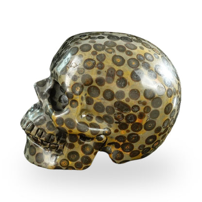 Black Leopard Skin Jasper crystal skull 3" SKH30BLS07 photo 6
