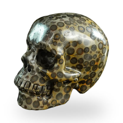 Black Leopard Skin Jasper crystal skull 3" SKH30BLS07 photo 7