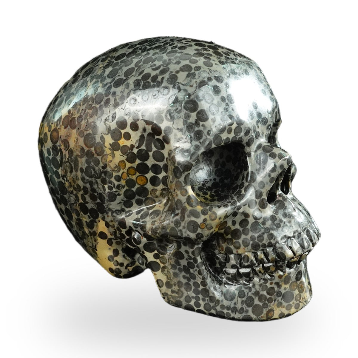 Black Leopard Skin Jasper crystal skull 4.5" SKH45LK01 view 3
