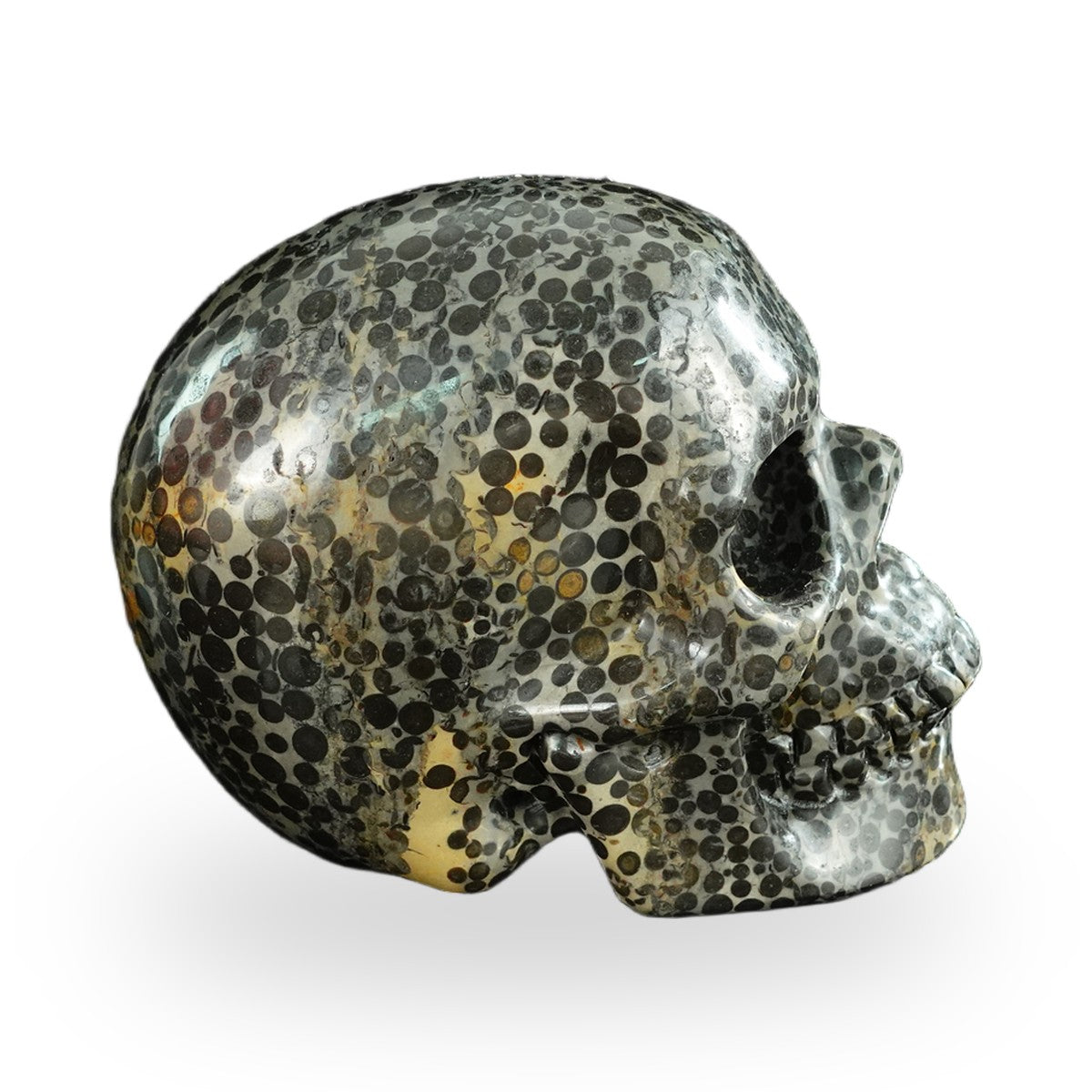 Black Leopard Skin Jasper crystal skull 4.5" SKH45LK01 view 4