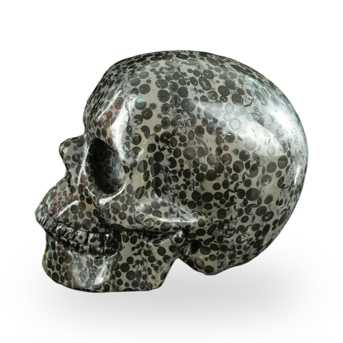 Black Leopard Skin Jasper crystal skull 4.5" SKH45LK01 view 5