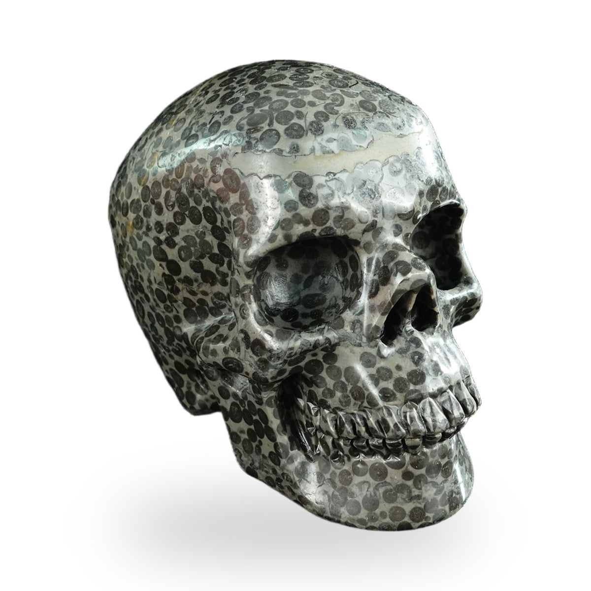 Black Leopard Skin Jasper crystal skull 4.5" SKH45LK03 photo 2