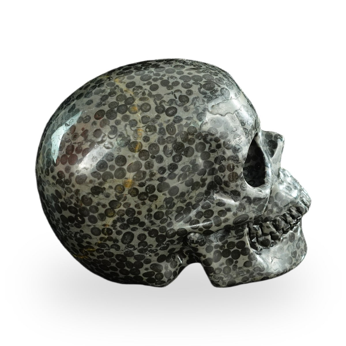 Black Leopard Skin Jasper crystal skull 4.5" SKH45LK03 photo 4