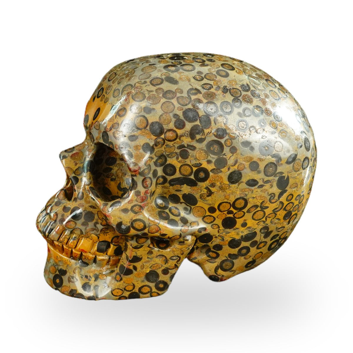 Black Leopard Skin Jasper crystal skull 4.5" SKH45LK05 photo 5