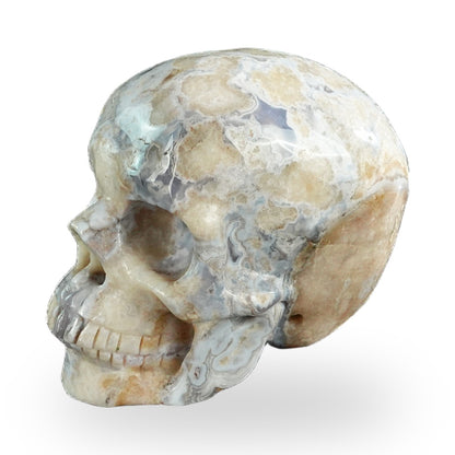 Blue Flower Agate crystal skull 3" SKH30BF10 photo 7