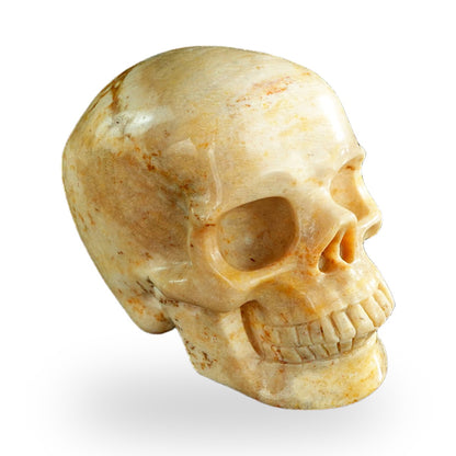Coral Fossil crystal skull 3" SKH30CF01 view 3