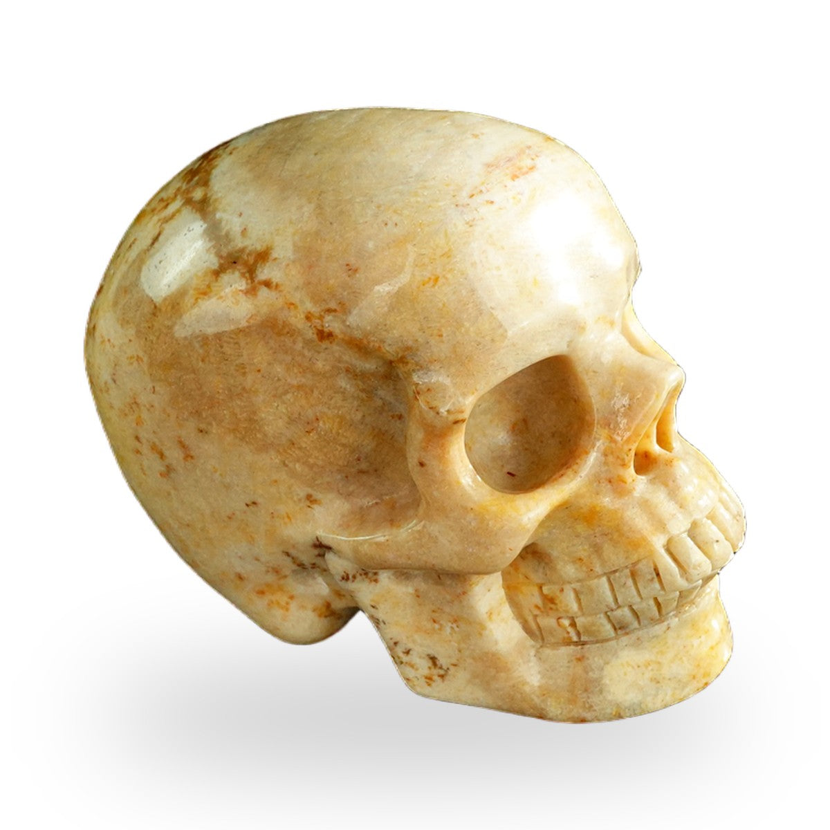Coral Fossil crystal skull 3" SKH30CF01 view 4