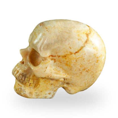 Coral Fossil crystal skull 3" SKH30CF01 view 6