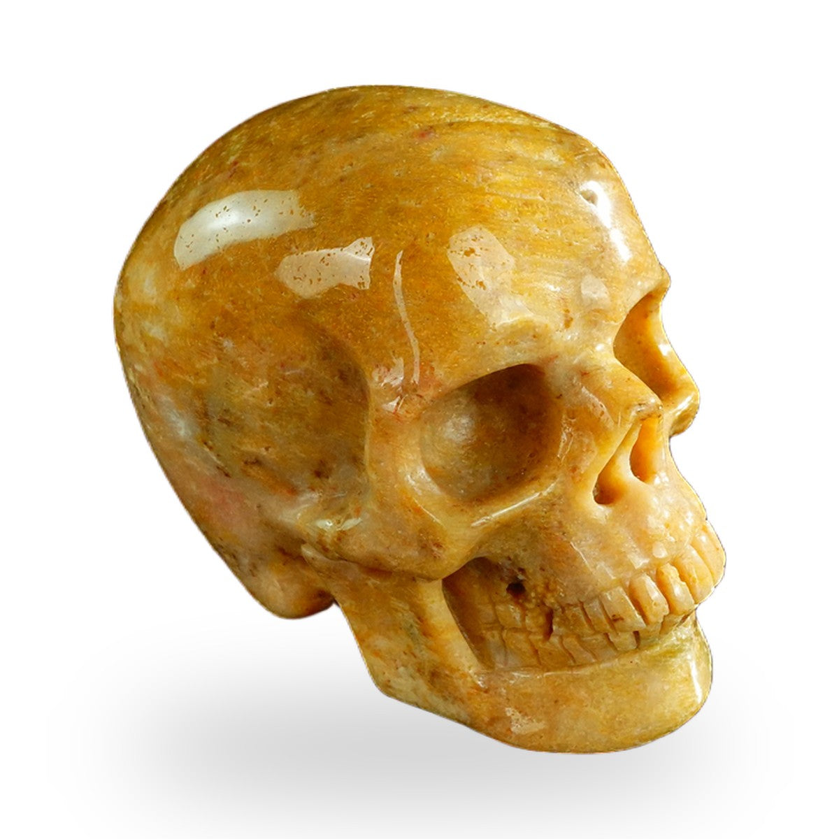 Coral Fossil crystal skull 3" SKH30CF02 photo 3
