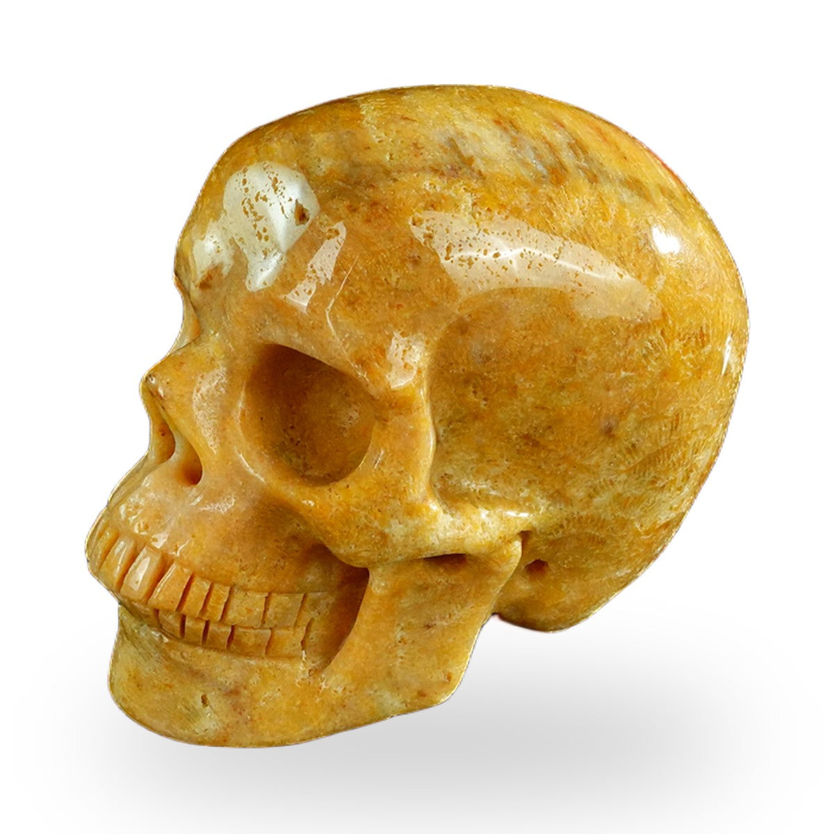 Coral Fossil crystal skull 3" SKH30CF02 photo 7
