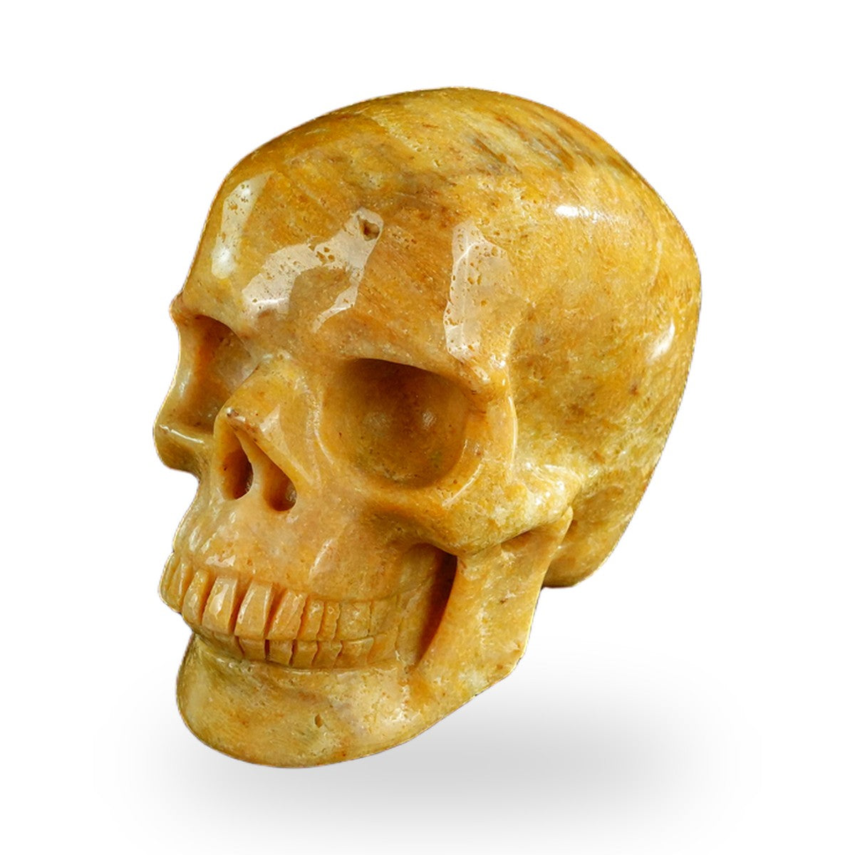 Coral Fossil crystal skull 3" SKH30CF02 photo 8
