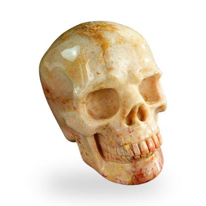 Coral Fossil crystal skull 3" SKH30CF03 photo 2