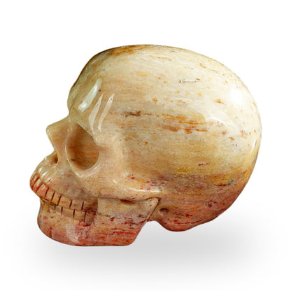 Coral Fossil crystal skull 3" SKH30CF03 photo 5
