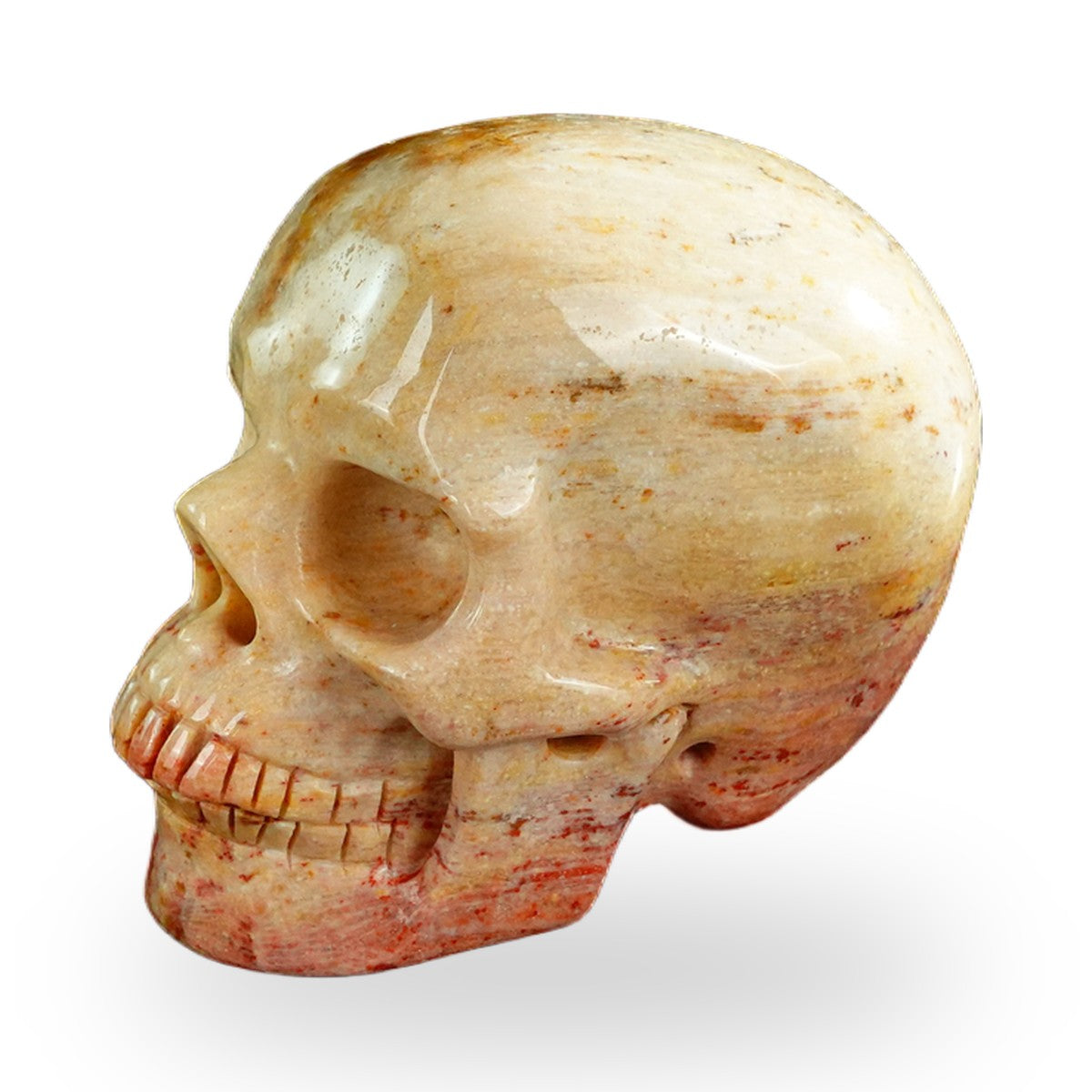 Coral Fossil crystal skull 3" SKH30CF03 photo 6