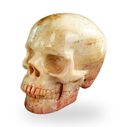 Coral Fossil crystal skull 3" SKH30CF03 photo 7